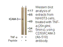 Product image for CD50/ICAM-3 (Ab-518) Antibody