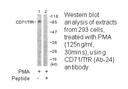 Product image for CD71/TfR (Ab-24) Antibody