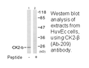 Product image for CKII-&beta; (Ab-209) Antibody