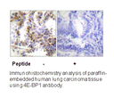 Product image for 4E-BP1 (Ab-36) Antibody