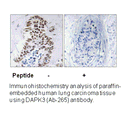 Product image for DAPK3 (Ab-265) Antibody