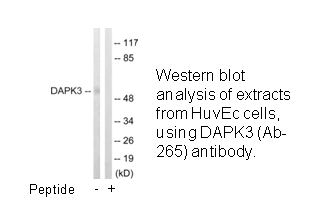 Product image for DAPK3 (Ab-265) Antibody