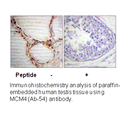 Product image for MCM4 (Ab-54) Antibody