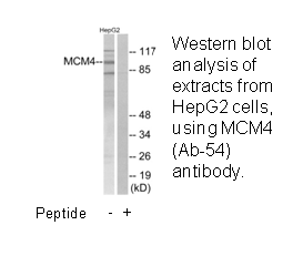 Product image for MCM4 (Ab-54) Antibody