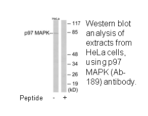 Product image for p97 MAPK (Ab-189) Antibody