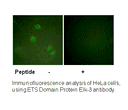 Product image for Elk3 (Ab-357) Antibody