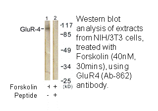 Product image for GluR4 (Ab-862) Antibody