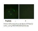 Product image for HER4 (Ab-1284) Antibody