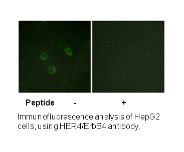 Product image for HER4 (Ab-1284) Antibody