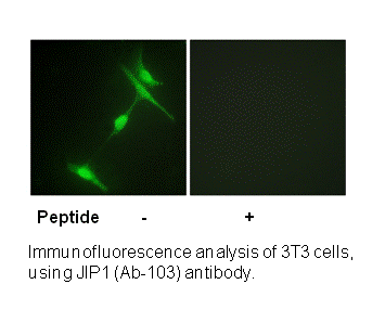 Product image for JIP1 (Ab-103) Antibody