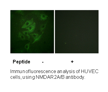 Product image for NMDAR2A/B (Ab-1246/1252) Antibody