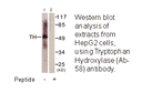 Product image for Tryptophan Hydroxylase (Ab-58) Antibody