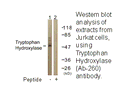 Product image for Tryptophan Hydroxylase (Ab-260) Antibody