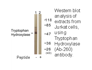 Product image for Tryptophan Hydroxylase (Ab-260) Antibody