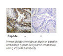 Product image for VEGFR2 (Ab-1054) Antibody