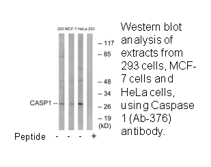 Product image for Caspase 1 (Ab-376) Antibody