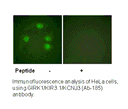 Product image for GIRK1/KIR3.1/KCNJ3 (Ab-185) Antibody