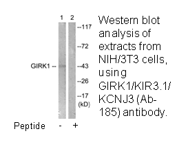 Product image for GIRK1/KIR3.1/KCNJ3 (Ab-185) Antibody