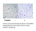 Product image for HAND1 (Ab-98) Antibody