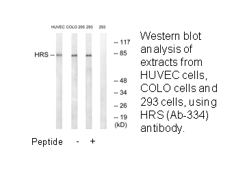 Product image for HRS (Ab-334) Antibody