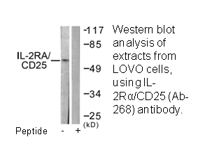 Product image for IL-2R&alpha;/CD25 (Ab-268) Antibody