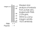 Product image for Integrin &alpha;4 (Ab-1027) Antibody