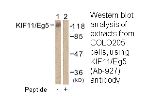 Product image for KIF11/Eg5 (Ab-927) Antibody