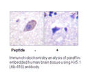 Product image for Kir5.1 (Ab-416) Antibody