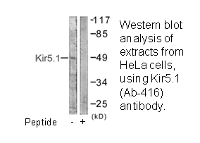 Product image for Kir5.1 (Ab-416) Antibody