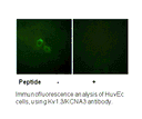 Product image for Kv1.3/KCNA3 (Ab-135) Antibody