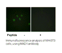 Product image for MAD1 (Ab-428) Antibody