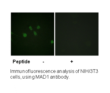Product image for MAD1 (Ab-428) Antibody