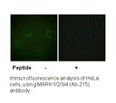 Product image for MARK1/2/3/4 (Ab-215) Antibody