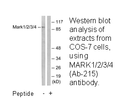 Product image for MARK1/2/3/4 (Ab-215) Antibody
