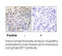Product image for RapGEF1 (Ab-504) Antibody