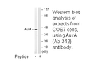 Product image for AurA (Ab-342) Antibody