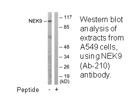 Product image for NEK9 (Ab-210) Antibody