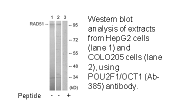 Product image for POU2F1/OCT1 (Ab-385) Antibody