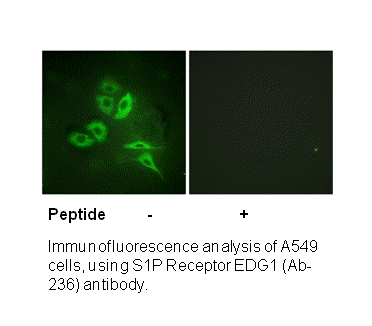 Product image for S1P Receptor EDG1 (Ab-236) Antibody
