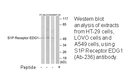 Product image for S1P Receptor EDG1 (Ab-236) Antibody