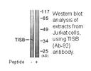Product image for TISB (Ab-92) Antibody