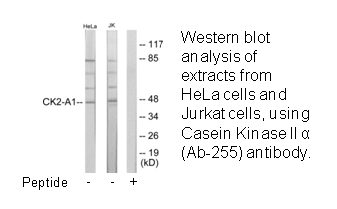 Product image for Casein Kinase II &alpha; (Ab-255) Antibody