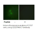 Product image for CD227/MUC1 (Ab-1229) Antibody