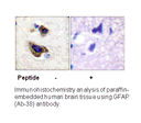 Product image for GFAP (Ab-38) Antibody