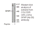 Product image for GFAP (Ab-38) Antibody