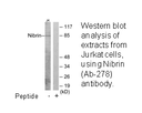 Product image for Nibrin (Ab-278) Antibody