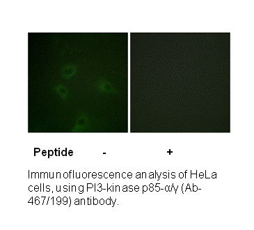Product image for PI3-kinase p85-&alpha;/&gamma; (Ab-467/199) Antibody