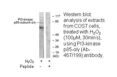 Product image for PI3-kinase p85-&alpha;/&gamma; (Ab-467/199) Antibody