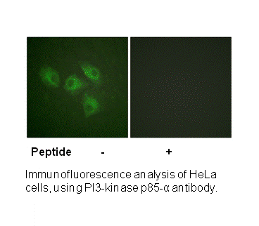 Product image for PI3-kinase p85-&alpha; (Ab-607) Antibody