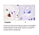 Product image for PI3-kinase p85-&alpha; (Ab-607) Antibody